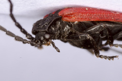 Benibotarus alternatus