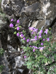 Thalictrum delavayi