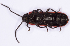 Benibotarus alternatus