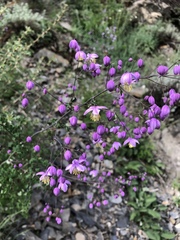 Thalictrum delavayi