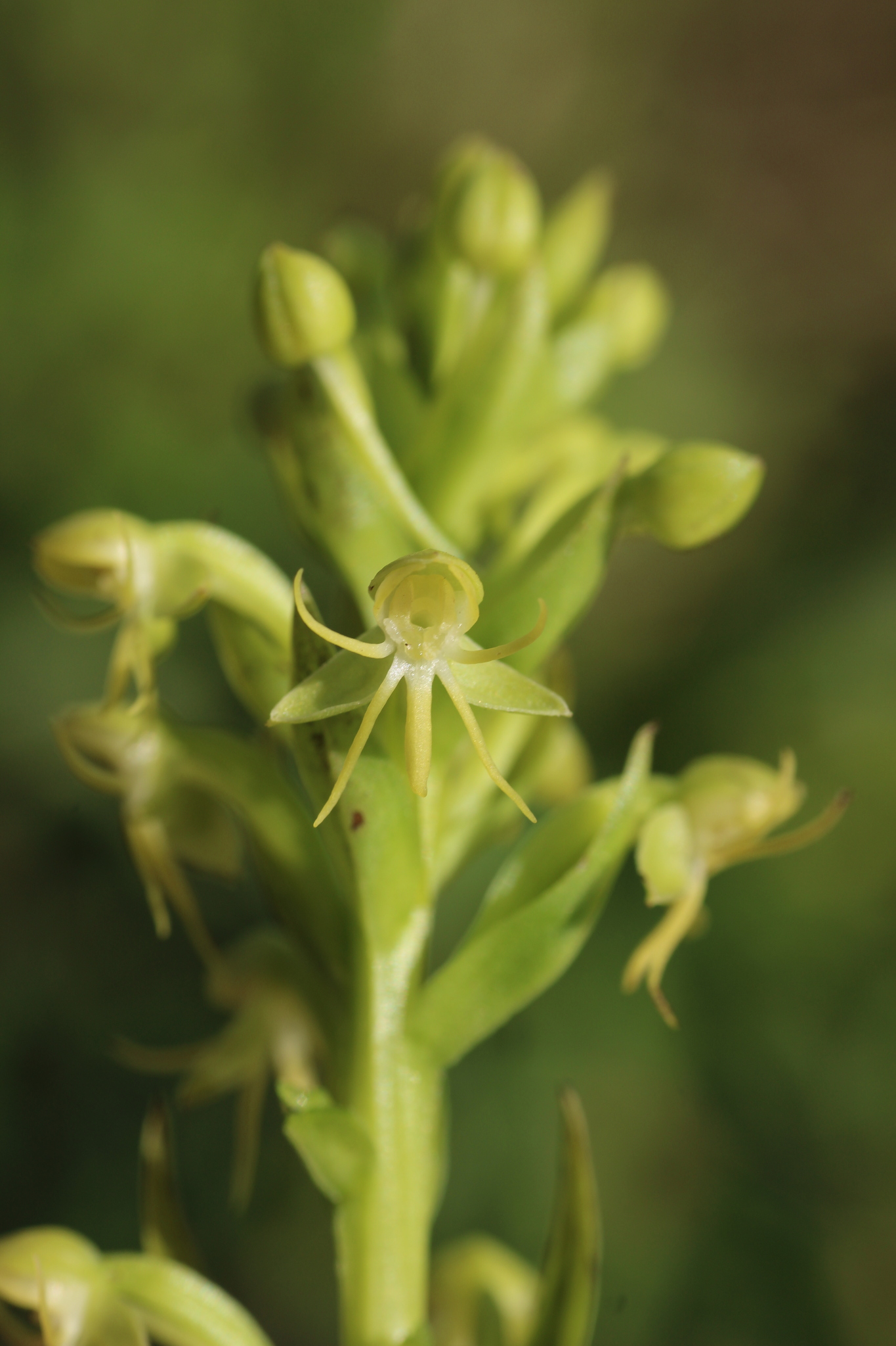 Imagem de Orquídea-d'água