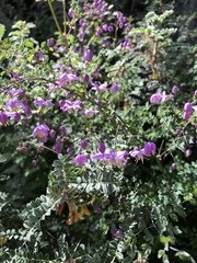 Thalictrum delavayi