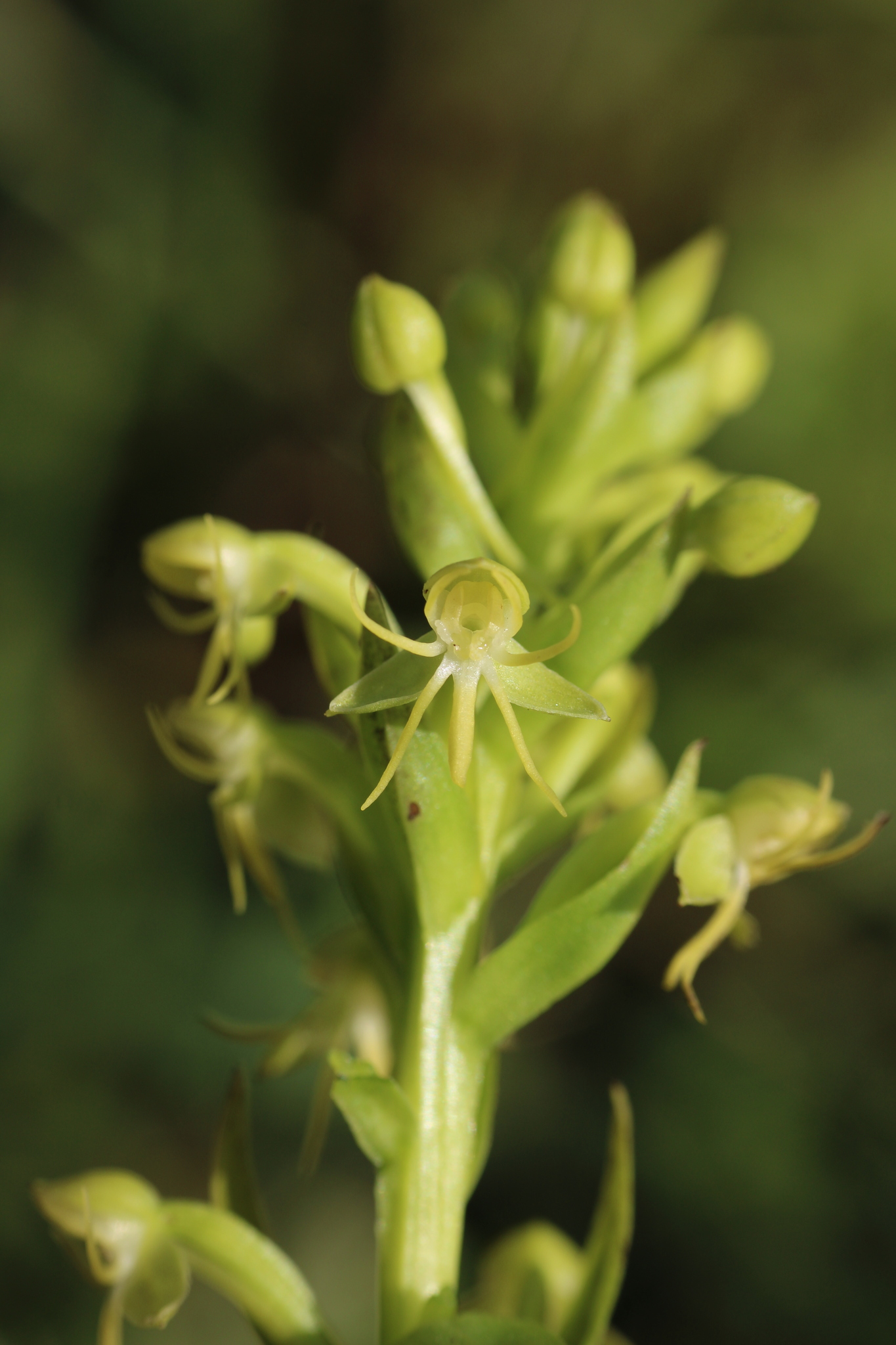 Imagem de Orquídea-d'água