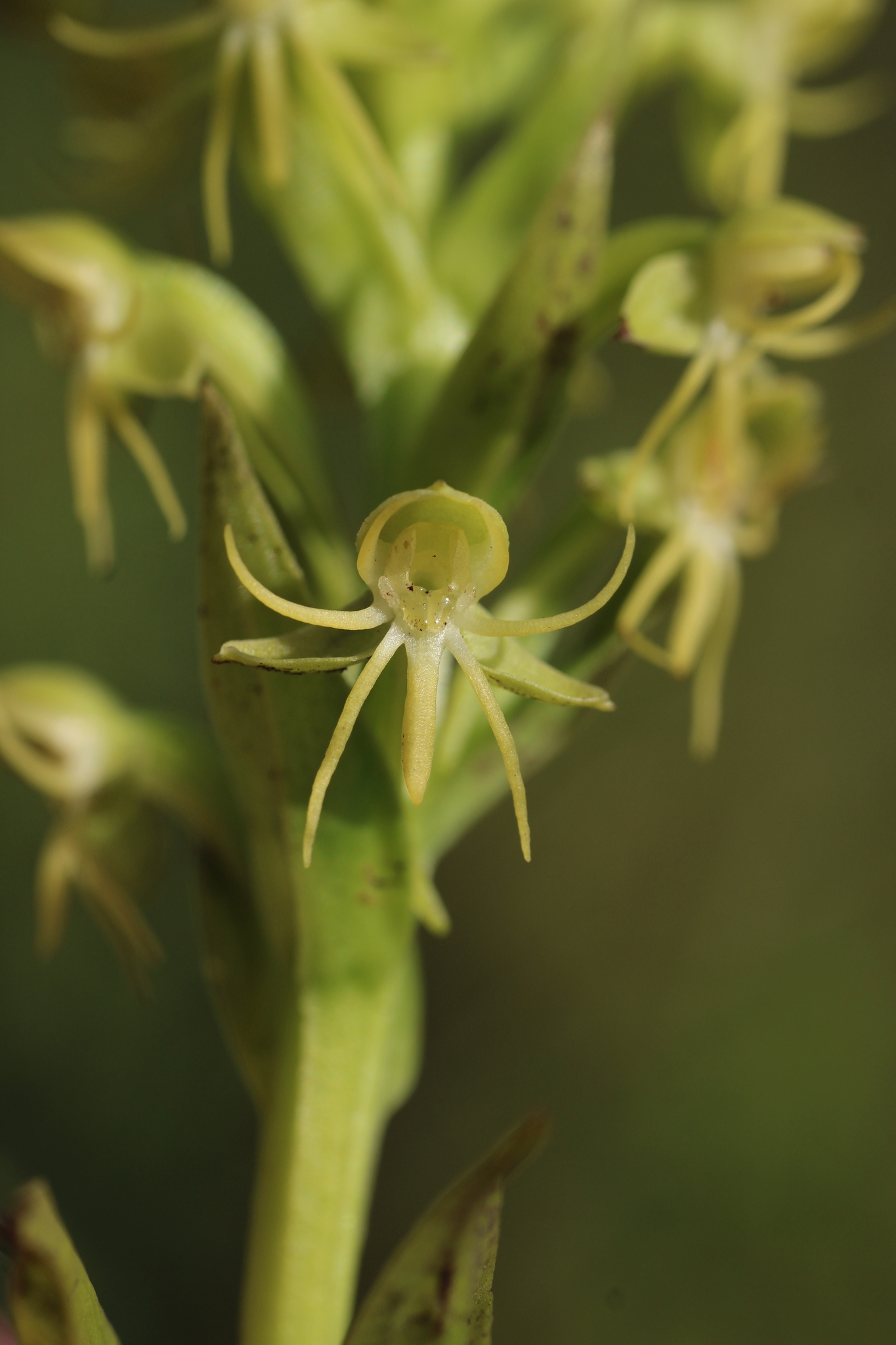 Imagem de Orquídea-d'água