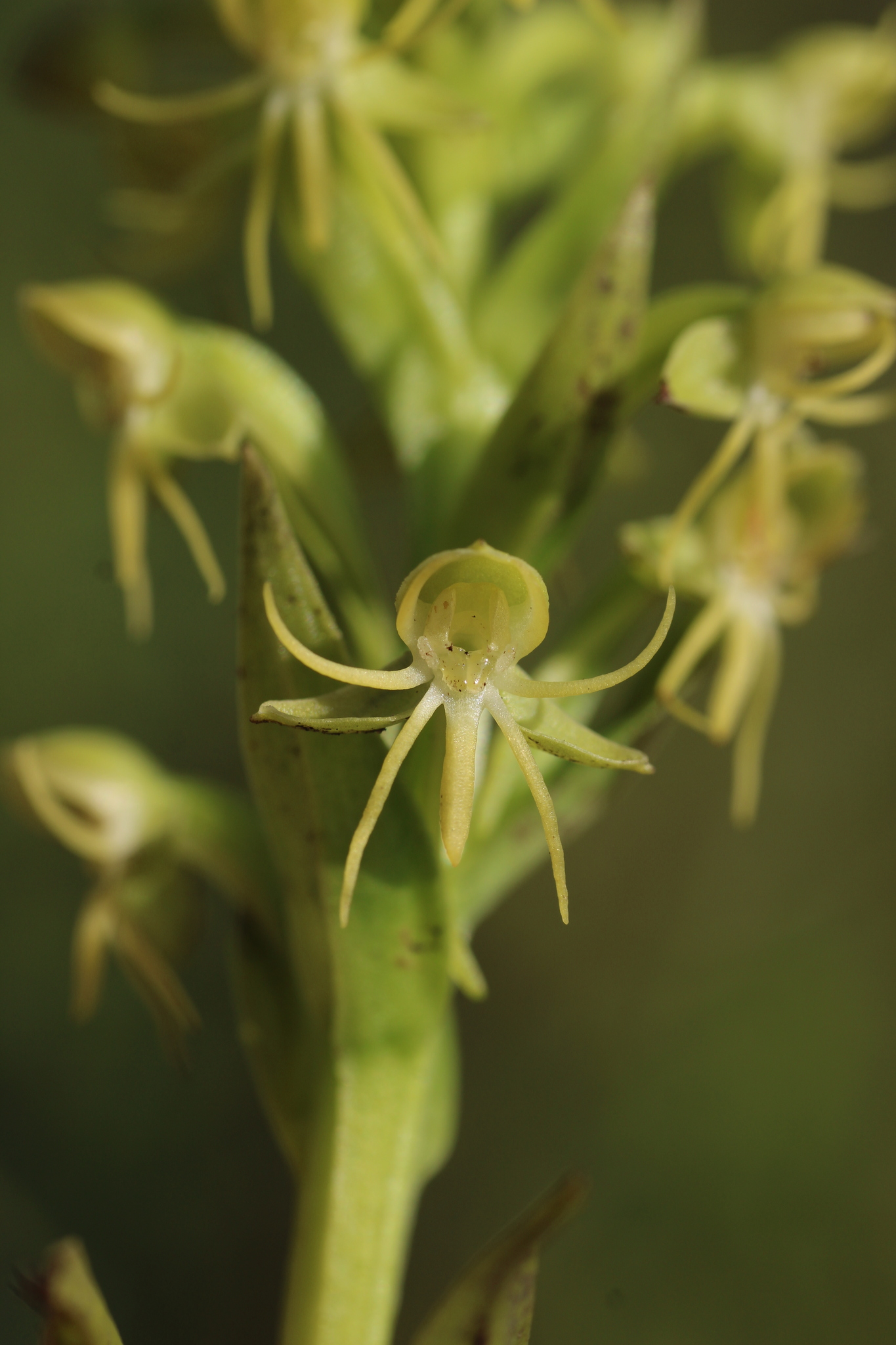 Imagem de Orquídea-d'água