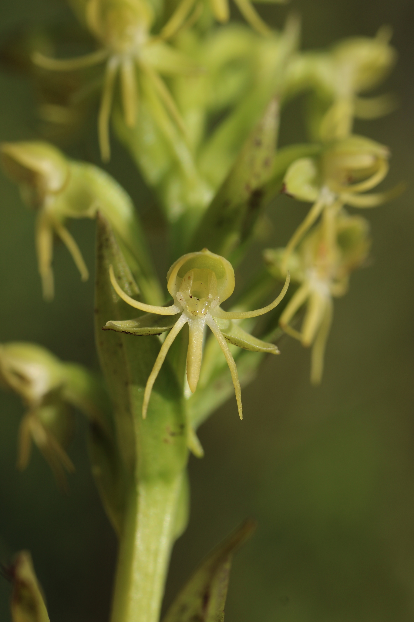 Imagem de Orquídea-d'água
