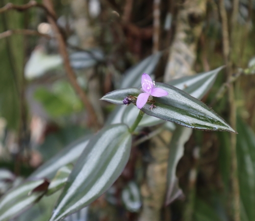 Tradescantia zebrina, 2025-01-25