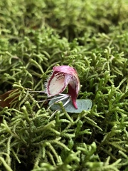 Corybas taiwanensis