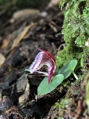 Corybas taiwanensis