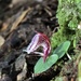 Corybas taiwanensis - Photo (c) JODY HSIEH, some rights reserved (CC BY-NC), uploaded by JODY HSIEH
