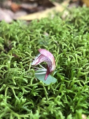 Corybas taiwanensis