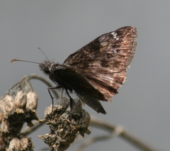 Erynnis lucilius