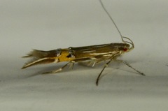 Cosmopterix fernaldella