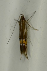 Cosmopterix fernaldella