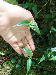 Tripterospermum lanceolatum
