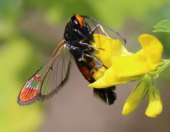 Synanthedon formicaeformis