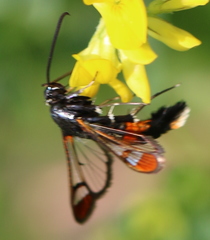 Synanthedon formicaeformis