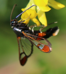 Synanthedon formicaeformis