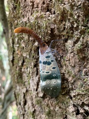 Pyrops ducalis