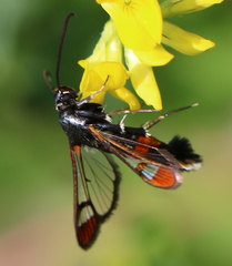 Synanthedon formicaeformis