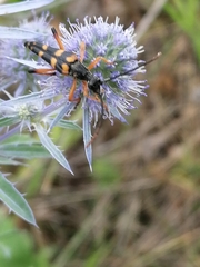 Strangalia attenuata