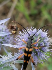Strangalia attenuata