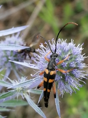 Strangalia attenuata