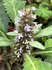 Ajuga taiwanensis