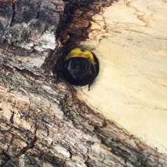 Xylocopa appendiculata appendiculata