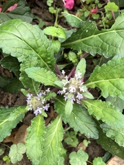 Ajuga taiwanensis