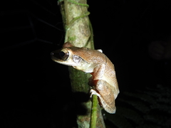 Osteocephalus fuscifacies