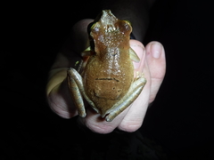 Osteocephalus fuscifacies