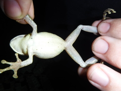 Osteocephalus fuscifacies