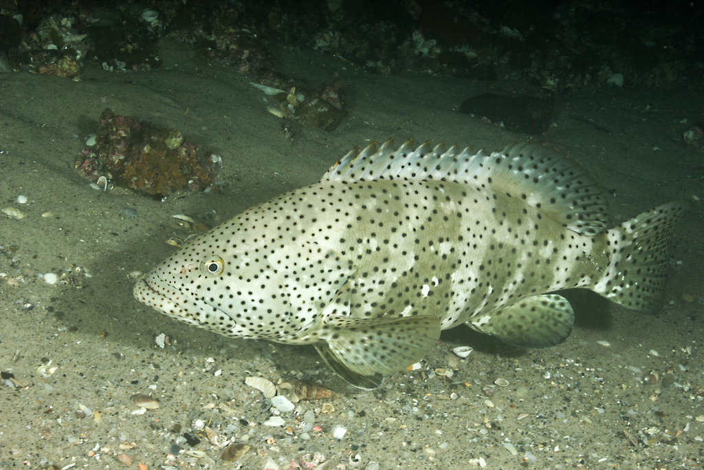 Groupers (Epinephelidae) - Marine Life Identification