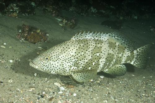 Malabar Grouper