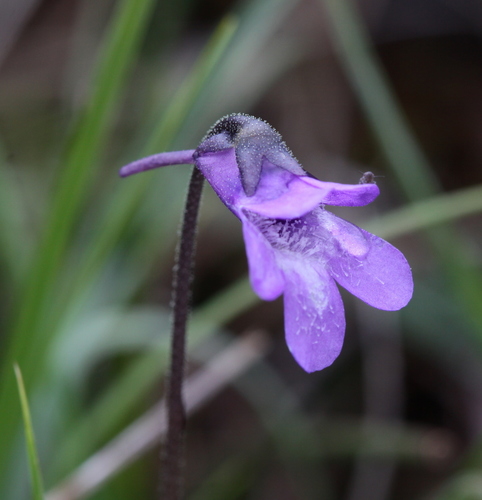 Common Butterwort