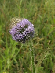 Dipsacus gmelinii