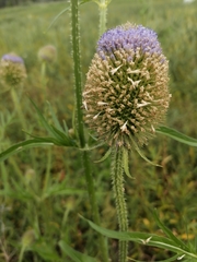 Dipsacus gmelinii