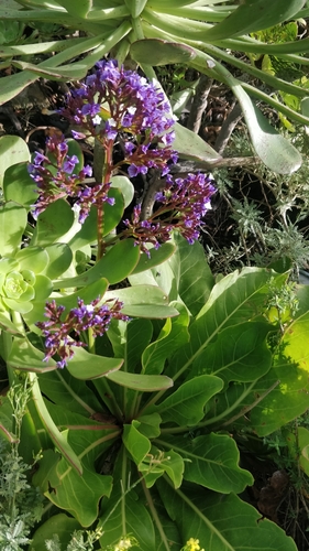 Limonium macrophyllum