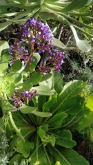Limonium macrophyllum