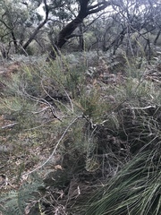 Allocasuarina paludosa