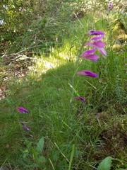 Gladiolus palustris