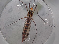 Nephrotoma flavipalpis