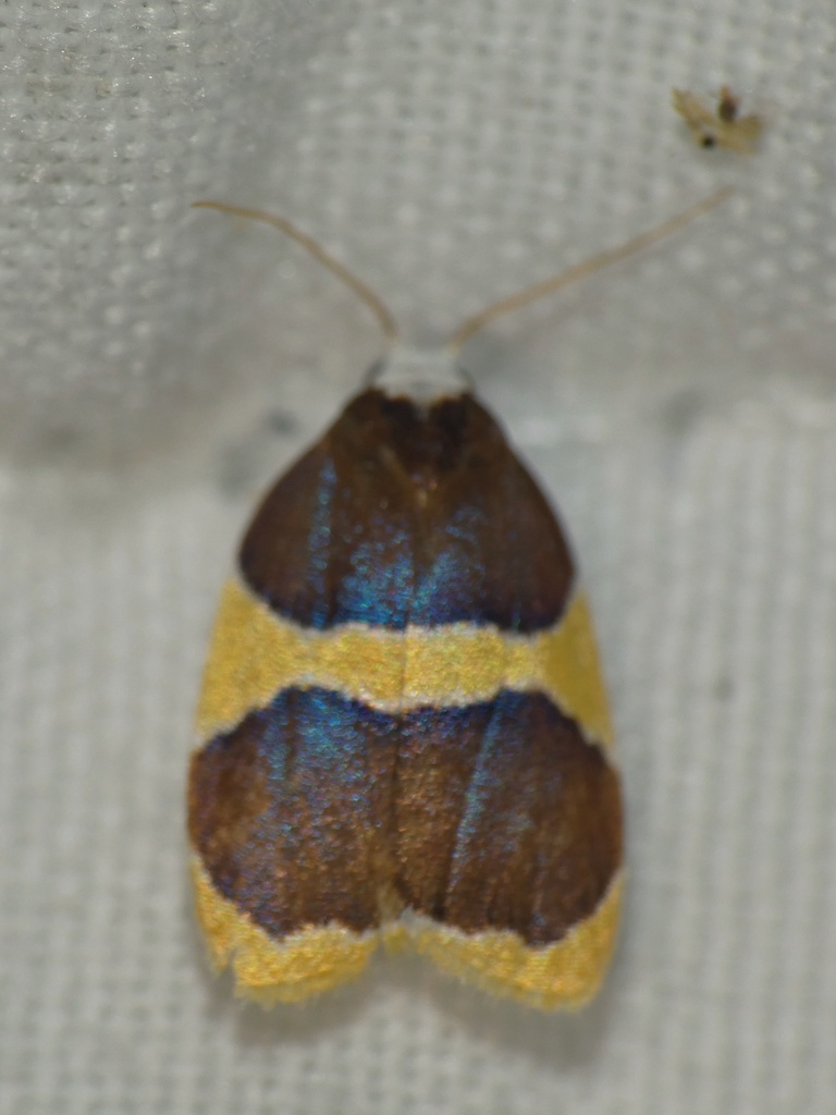 Heterallactis niphocephala