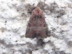 Mesoligia literosa