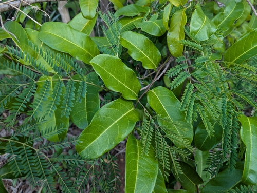 Image of Passiflora laurifolia by (c) Damien Wallace, some rights reserved (CC BY)