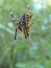 Araneus diadematus