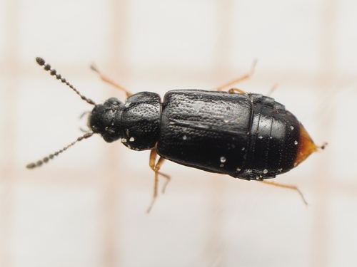 Minute Ocellate Rove Beetle