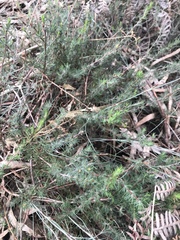 Hibbertia fasciculata
