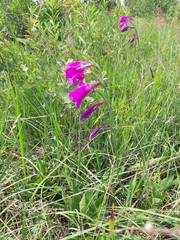 Gladiolus palustris
